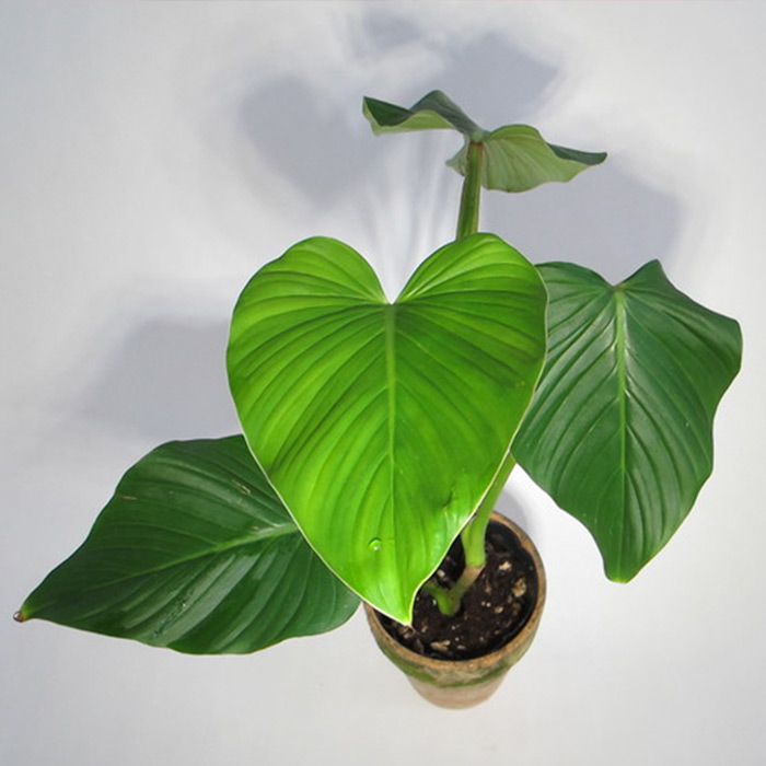 Philodendron Alatiundulatum